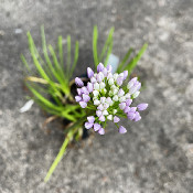 Allium senescens sp. senescens, 8.8.21_1