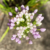 Allium senescens sp. senescens, 8.8.21_2