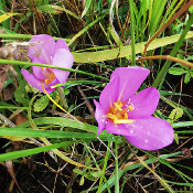 Colchicum autumnale, 11.9.21_2