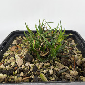 Carex firma, 19.5.21_1