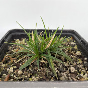 Carex firma, 19.5.21_2