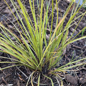 Carex flagellifera 