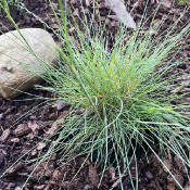 Festuca cinerea, 20.5.21_1