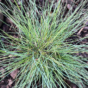 Festuca cinerea, 20.5.21_2