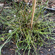 Juncus effusus 