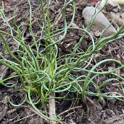 Juncus effusus 