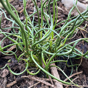 Juncus effusus 