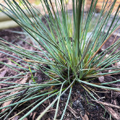 Juncus inflexus 