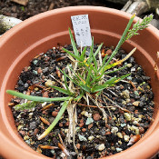 Poa alpina, 20.5.21_1