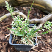 Poa alpina L., 20.5.21_1