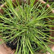 Poa sp._2