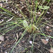 Stipa pennata, 20.5.21_1