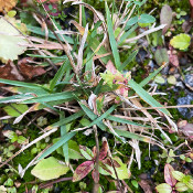 Poa alpina, plant 1_2