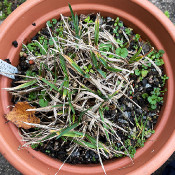 Poa alpina, plant 2_1