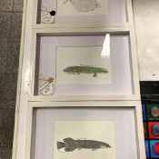 3 illustrations of fishes, 2