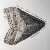 Meg-tooth 1 - Illustration_1
