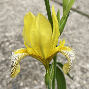 Iris variegata, 20.6.21