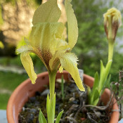 Iris suaveolens_1