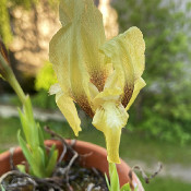 Iris suaveolens_3