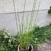 Equisetum fluviatile_2