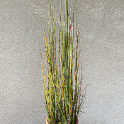 Equisetum japonicum
