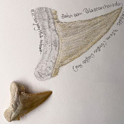 Weißer Hai, Zahn 1 - Zeichnung_1