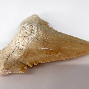 White shark, tooth 1_3
