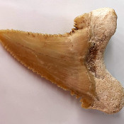 White shark, tooth 1_6