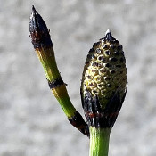 Equisetum hyemale (winter horsetail)_4