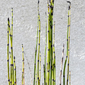 Equisetum japonicum