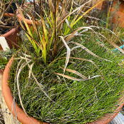 Equisetum scirpoides_2