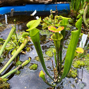 Entstehung des Moorbeets am 22.6.20_12