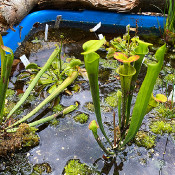 Bog bed