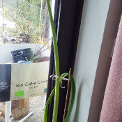 Collection Sauerlach