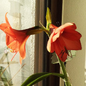 Amaryllis (Hippeastrum sp.), 23.12.21_1