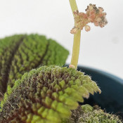 Pilea involucrata_10