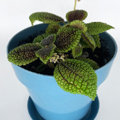 Pilea involucrata_1