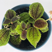 Pilea involucrata_2