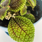 Pilea involucrata_5