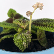 Pilea involucrata_6