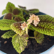 Pilea involucrata_7