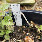 Urtica gracilis, 13.4.21_1