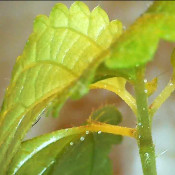Urtica bulbifera/Laportea bulbifera, 21.3.21_1