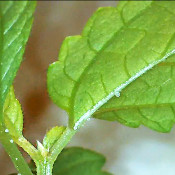 Urtica bulbifera/Laportea bulbifera, 21.3.21_2