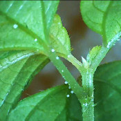 Urtica bulbifera/Laportea bulbifera, 21.3.21_3