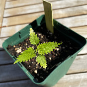 Urtica pilulifera, 20.5.21_2