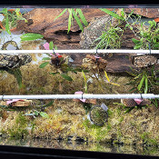 Orchid terrarium, 2.3.21_3