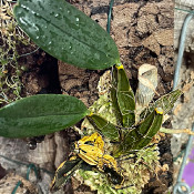 15) Dendrobium lindleyi_1