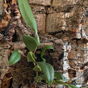 6) Bulbophyllum sp.