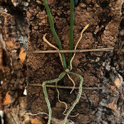 8) Chiloschista javanica